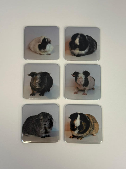 House Hippos Magnet l 6, 9 & 12 l