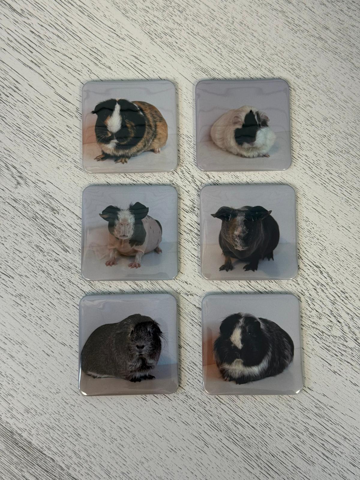 Custom Your Own Magnets l 6, 9 & 12 l
